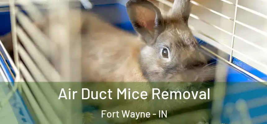  Air Duct Mice Removal Fort Wayne - IN